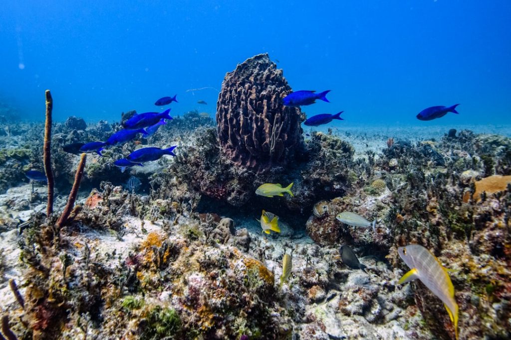 a-group-of-blue-fish-swimming-over-a-coral-reef-fwaigi8dig4