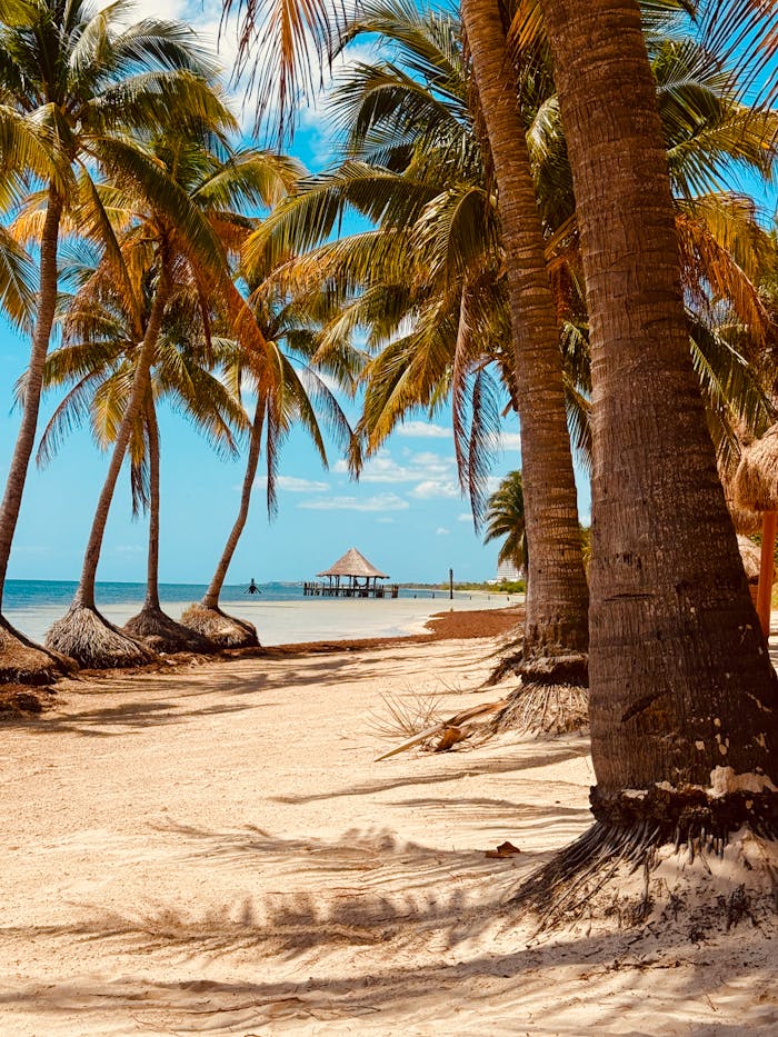 Beautiful tropical beach with palm trees and a distant pier under a clear blue sky, perfect for summer travel.